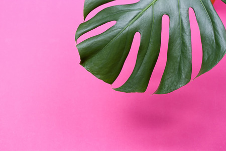 a monstera leaf on the pink backgroundの写真素材