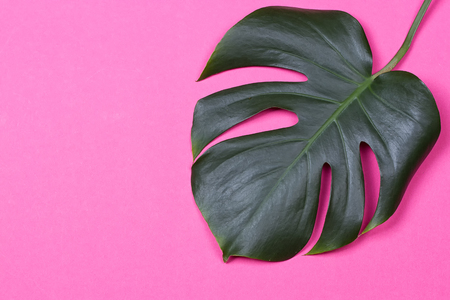 a monstera leaf on the pink backgroundの写真素材