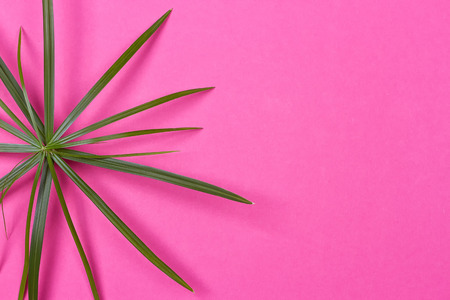 Tropical leaves on pink background. minimal concept. Flat lay.の写真素材