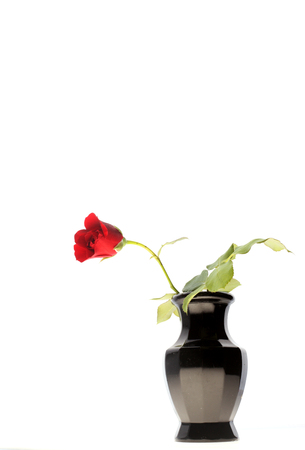 One dark red rose on whiteの写真素材