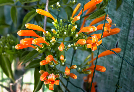 Spring flowers in Israelの写真素材