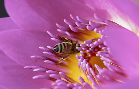 Bee on pink water lilyの写真素材