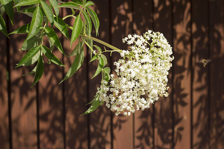 flowers grows on the wooden fenceの写真素材