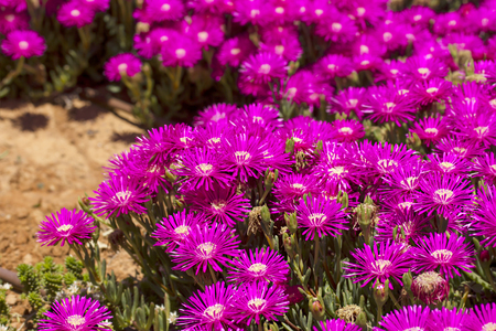 Spring flowers in Israelの写真素材