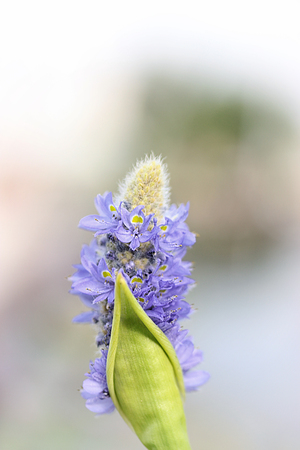 Spring flowers in Israelの写真素材