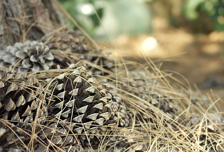 Pine conesの写真素材