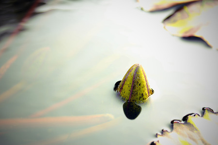Close to a water lily "Nymphaea alba"の写真素材