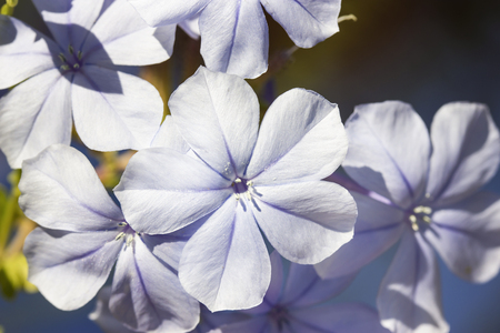 Spring flowers in Israelの写真素材