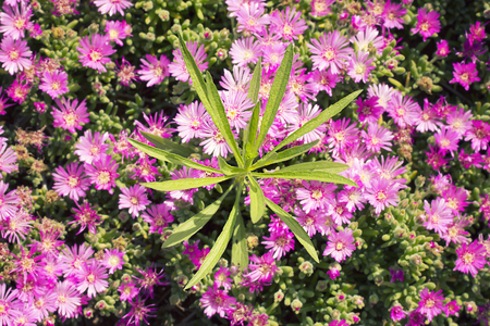 Spring flowers in Israelの写真素材