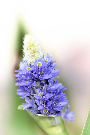 Spring flowers in Israelの写真素材