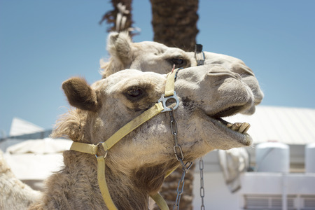 Camel against the old city of Jerusalemの写真素材