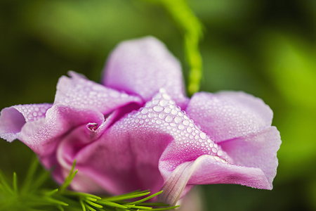Spring flowers in Israelの写真素材