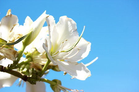 Spring flowers in Israelの写真素材