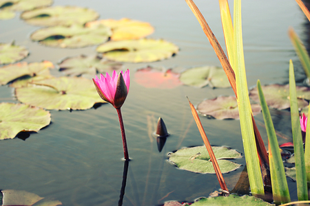 Close to a water lily "Nymphaea alba"の写真素材