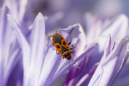 beetle soldier on a violet flowerの写真素材