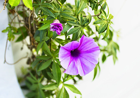 Spring flowers in Israelの写真素材