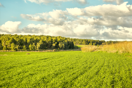 Beautiful landscape with a trees, clouds and blue skyの写真素材