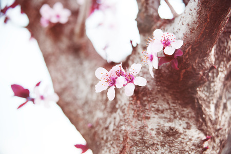 Cherry tree branch bud blossom background as beautiful spring flower blooming season concept