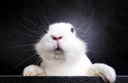 White funny rabbit on the black background in the studioの写真素材