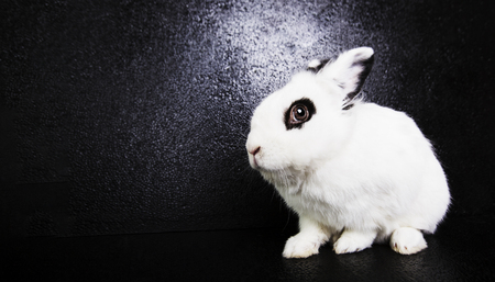 White rabbit on the black background in the studioの写真素材