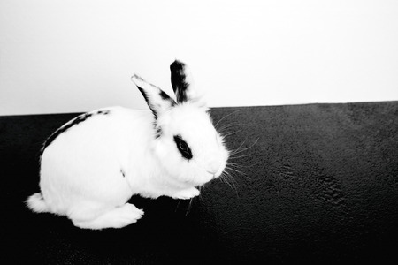 White rabbit on the black and white background in the studioの写真素材