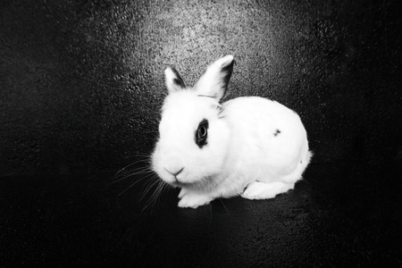 White rabbit on the black background in the studioの写真素材