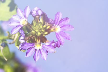 Spring flowers - floral natural spring background with flowers. Focus at the spring flowers.の写真素材