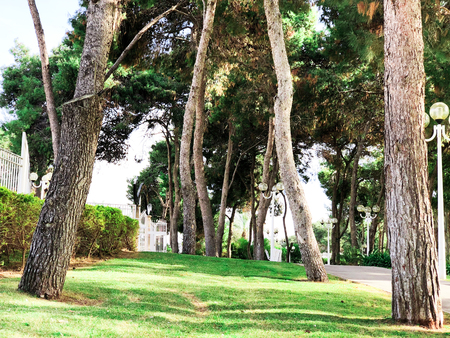Green park. Green trees in park. Sky and sunny day at the park.The park with bunches made of wood and sidewalk. Place to relax is park.の写真素材