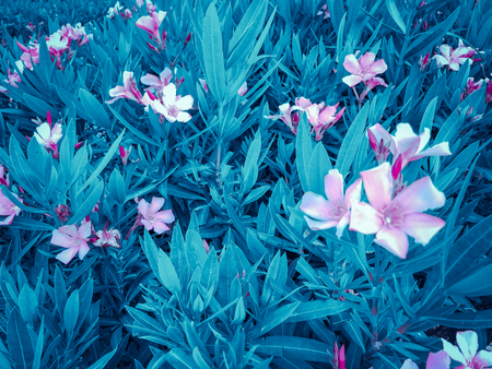 Spring flowers in Israel. Close up shot