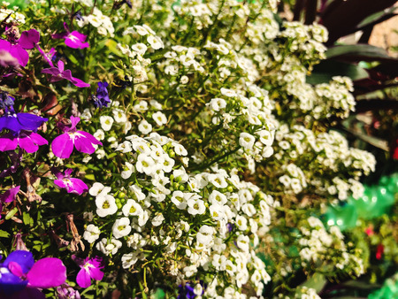 Spring flowers in Israel. Close up shotの写真素材
