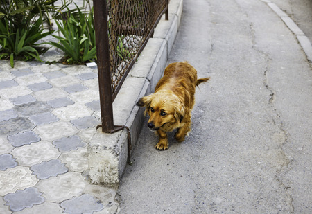 A little stray dog walks along the street.の写真素材