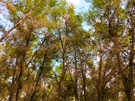 View inside of the forest on the trees. Trees grow in the middle of the forest.
