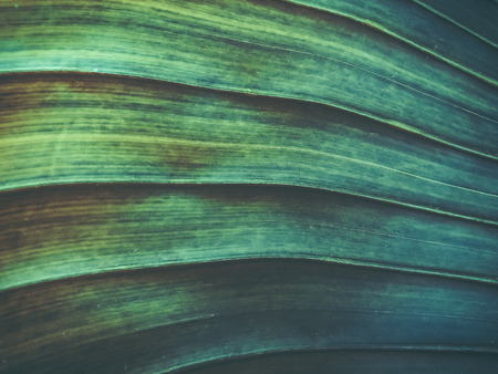 Close up of a tropical palm tree. Abstract palm texture for nature backgroundの写真素材