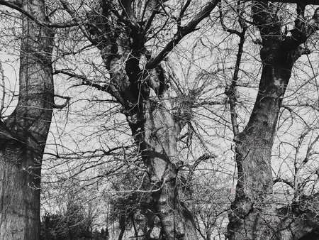 On a sunny day old trees in the yard of the village.の写真素材