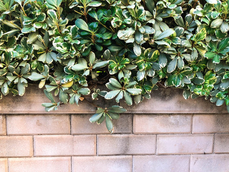 Stone fence with green lawn and landscapeの写真素材