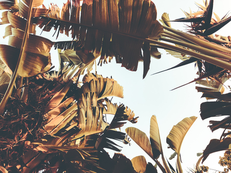 Tropical palm tree. Abstract palm texture for nature background.の写真素材