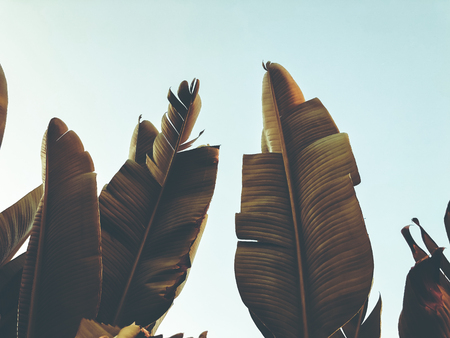 Tropical palm tree. Abstract palm texture for nature background.の写真素材