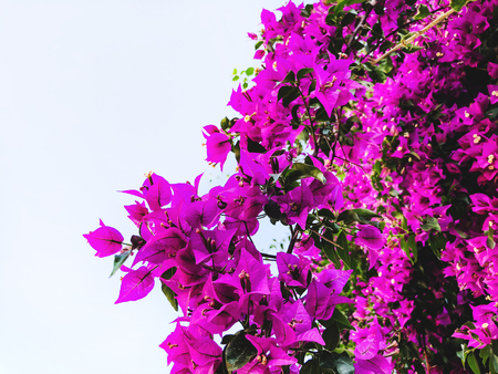 Spring flowers in Israel. Close up shotの写真素材