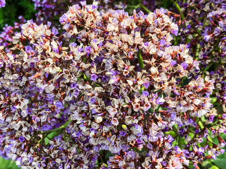 Spring flowers in Israel. Close up shotの写真素材