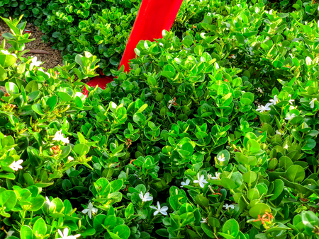 Spring green leaves in Israel. Close up shotの写真素材