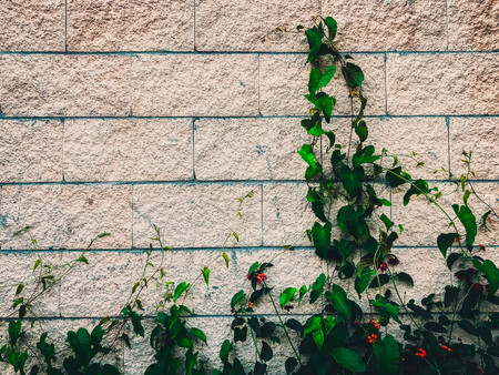 Wall of stone with flowers in the park.の写真素材