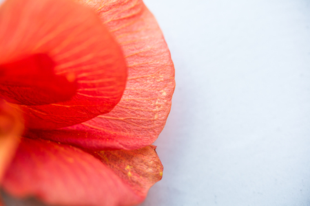 Spring flowers in Israel. Close up shotの写真素材