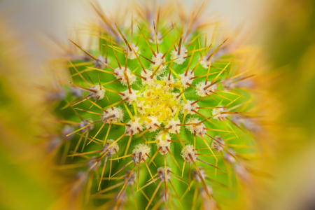 Cacti in spring in nature, Israel. Macro shotの写真素材