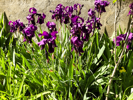 Beautiful spring flowers in Tbilisi, Georgia. Close up shot.の写真素材