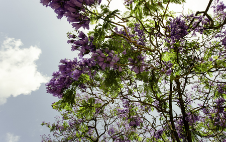 Spring flowers in Israel. Close up shotの写真素材