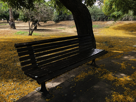 Beautiful bench in the park. Spring sunny dayの写真素材