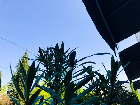 Summer street cafe interior with black tent and plants.の写真素材
