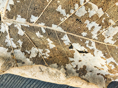 A dried leaf on a background of wood.の写真素材