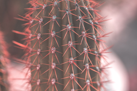 Cacti in spring in nature, Israel. Macro shot