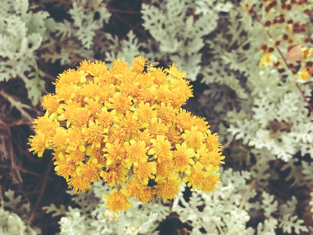Spring flowers in Israel. Close up shotの写真素材